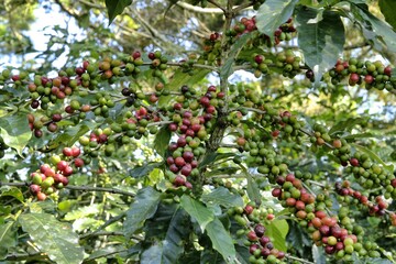 View of coffee beans growing in mexican plantation
