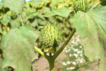 In nature, a poisonous plant grows - Datura stramonium