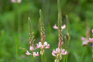 In the meadow among the herbs blooms sainfoin (onobrychis).