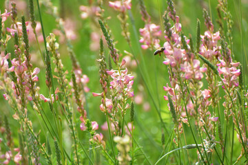 In the meadow among the herbs blooms sainfoin (onobrychis).