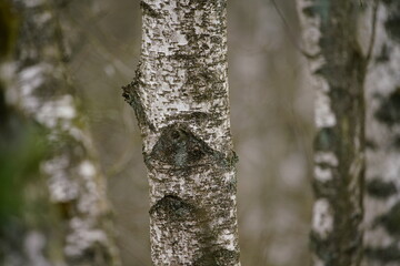 Obraz premium Birken Wald im frühe Frühling mit schwarzer und weißer Borke im Detail