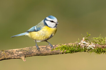 Blue tit ( Cyanistes caeruleus ) close up