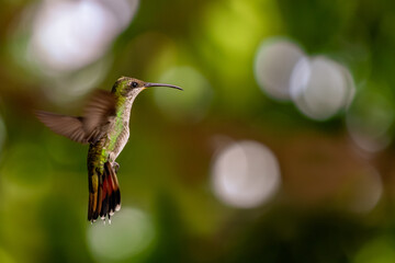 hummingbird in flight