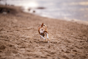 Hund rennt am Strand und schüttelt den Kopf