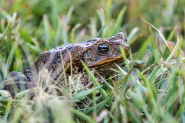 cane toad frog in the grass
