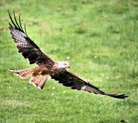 A Red Kite in flight
