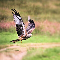 Obraz premium A Red Kite in flight