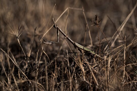 Closeup of green mantis insect sitting among dry grass in summer field in nature