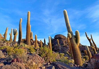 Cactus in desert rocky island Isla Incahuasi . Gigantic cacti species in salt flat Salar de Uyuni Bolivia South America.