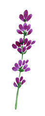 Watercolor illustration of lavender flower. With purple flowers and a green stem. The element is isolated on a white background.