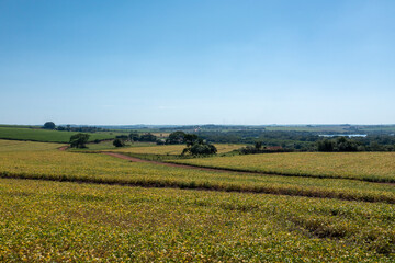 Fototapeta na wymiar aerial view of soy plantation on sunny day in Brazil