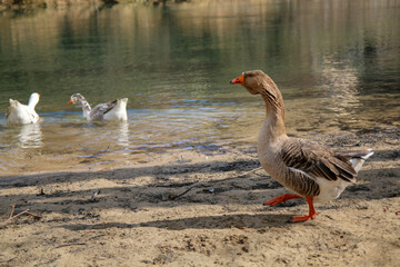 big wild ducks on the Uni River