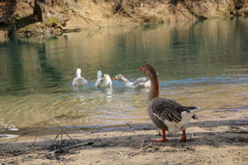 big wild ducks on the Uni River