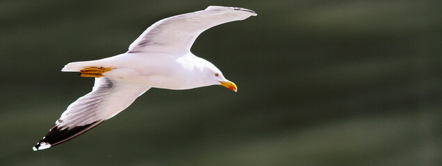 Seagull flight near the Tiber Island in Rome.