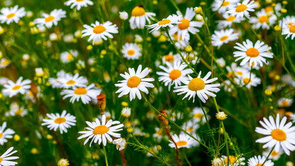 Fototapeta premium Large white daisies in the meadow. Floral background
