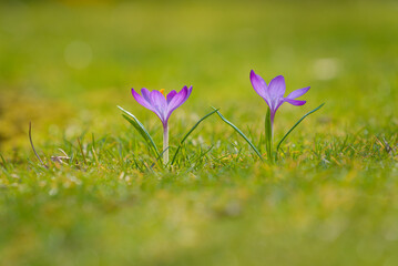 Light-violet crocuses on the lawn early spring 