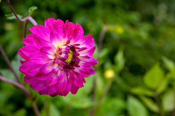 Cherry dahlia with dew drops in the garden close up