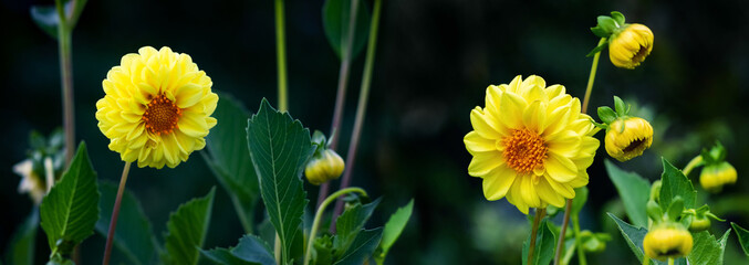 Banner. Yellow dahlias in the garden on a dark background. Panorama © Volodymyr