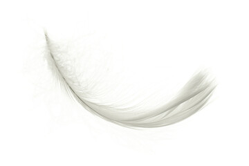 Feather abstract. Nature bird feather texture closeup isolated on white background in macro photography, soft focus. Elegant expressive artistic image fragility of nature.
