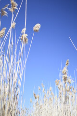 Obraz premium すすき