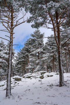Pine forest covered with snow in Candelario, Salamanca, Castilla y Leon, Spain.