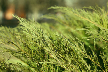 Arbor vitae branch close-up on a background of bright blurry branches, lit by the sun.