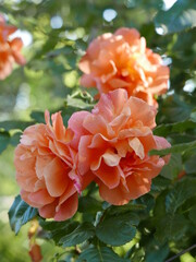 orange dahlia flower