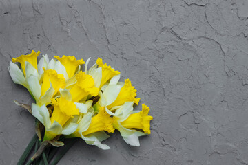 Bouquet of yellow daffodils on gray background of vintage putty wall close-up top view, flat lay,...