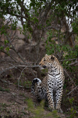 Naklejka na ściany i meble A female Leopard seen on a safari in South Africa