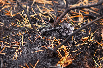 Forest after the fire, burnt grass and bushes.