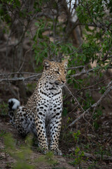 A female Leopard seen on a safari in South Africa