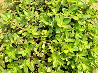 purslane green leaves background