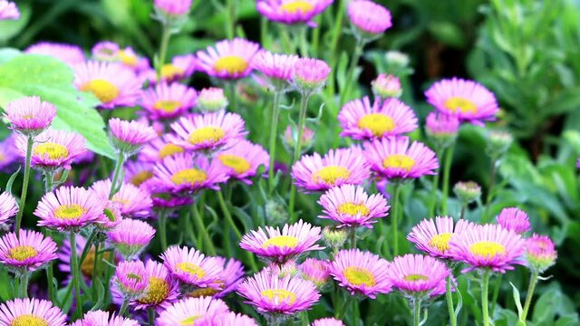 flower erigeron glaucus in bloom
