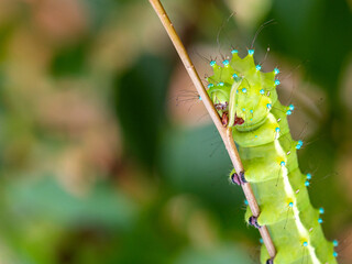The caterpillar of the pear saturnia, feeds on the green mass of plants before pupating in the autumn period of the year.,Saturnia pyri, 1775..