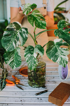 Crop anonymous female in apron standing near table with green monstera plant placed on glass jar with water during transplanting process