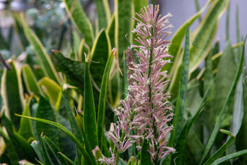 Sansevieria flowers