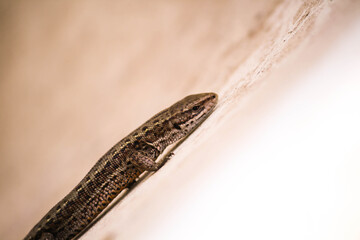 Lizard in wildlife © Iwona