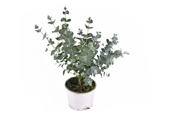 Small Eucalyptus plant in flower pot isolated on white background © Firn