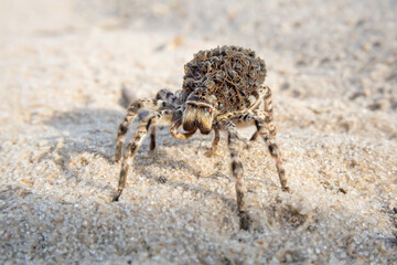 mother wolf spider (Lycosa singoriensis) with a lot of babies on her back