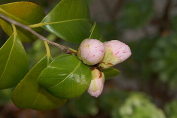 SONY DSC