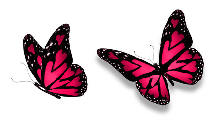 Color love-butterflies with hearts in the wings, isolated on the white background