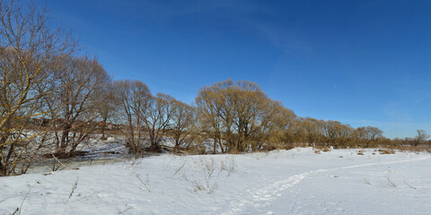 Spring walk through the forest, beautiful panorama.