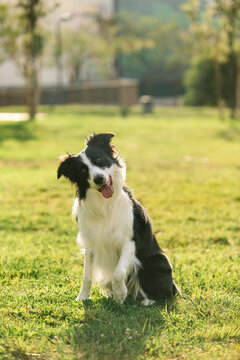 Adorable fluffy Border Collie dog sitting with tongue out in grass in field and looking at camera