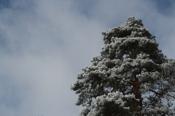 photograph of the top of a pine tree covered with snow, in the winter season, against a blue sky with clouds