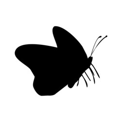 Butterfly black icon, isolated on white background	