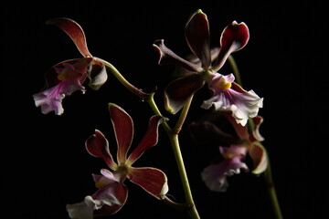 close-up of blooming buds on a peduncle of an encyclia orchid on a dark background
