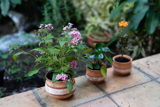 Pentas lanceolata flower in ceramic pot placed in hothouse near Pilea plant and blooming Kalanchoe