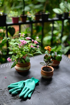Pentas lanceolata flower in ceramic pot placed in hothouse near Pilea plant and blooming Kalanchoe