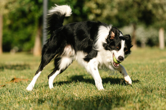 Funny Border Collie dog playing with tennis ball on green lawn in park on sunny day in summer