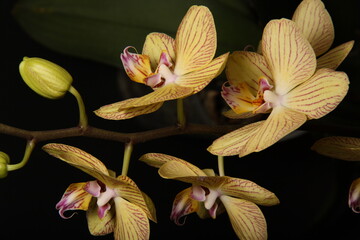 close-up of blooming buds on a peduncle of a phalaenopsis orchid, yellow petals with pink veins, on a dark background